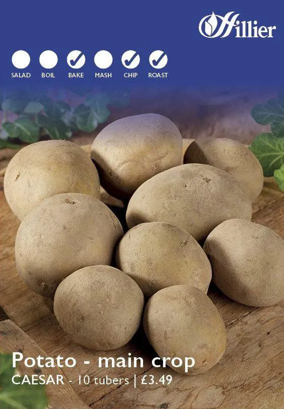 Caesar Seed Potatoes