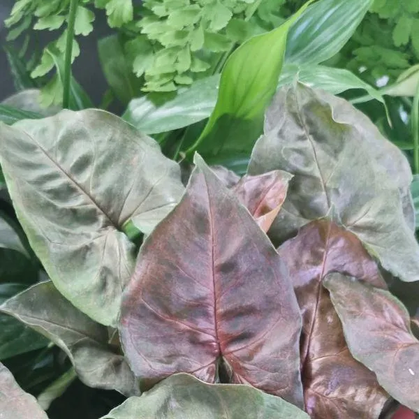 Syngonium Mix 12cm - Mixed Variety
