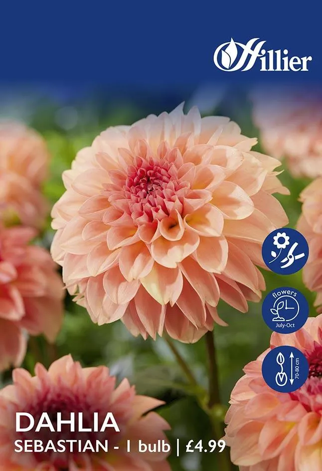 Dahlia Sebastian Tubers