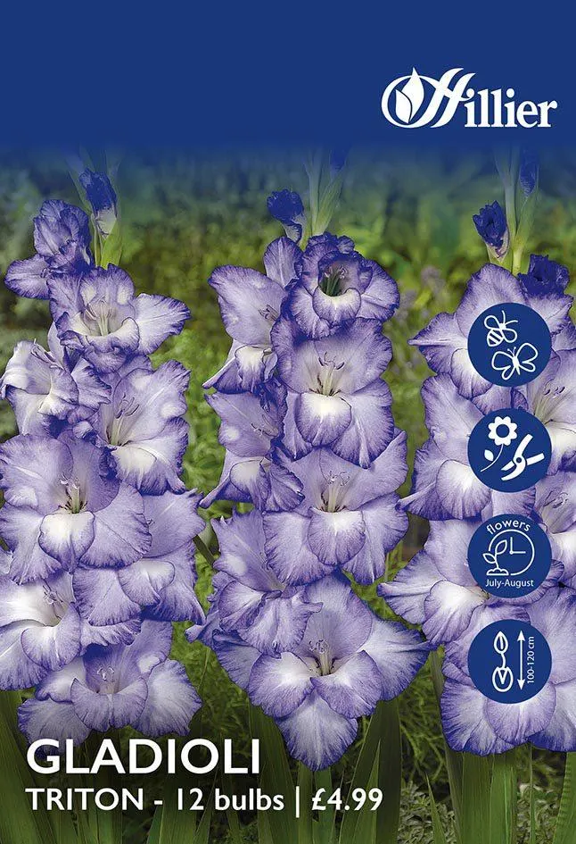 Gladioli Triton Bulbs