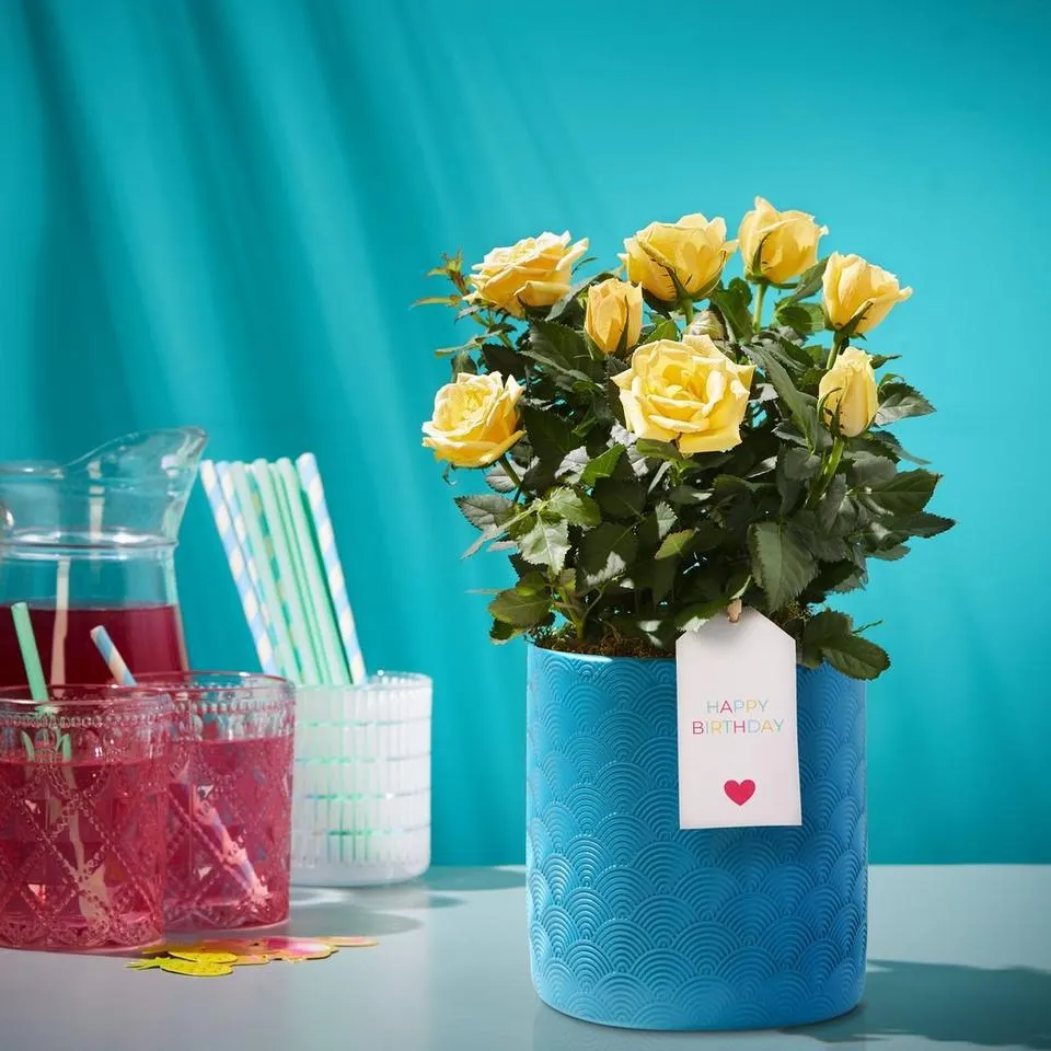 Birthday Yellow Rose Ceramic