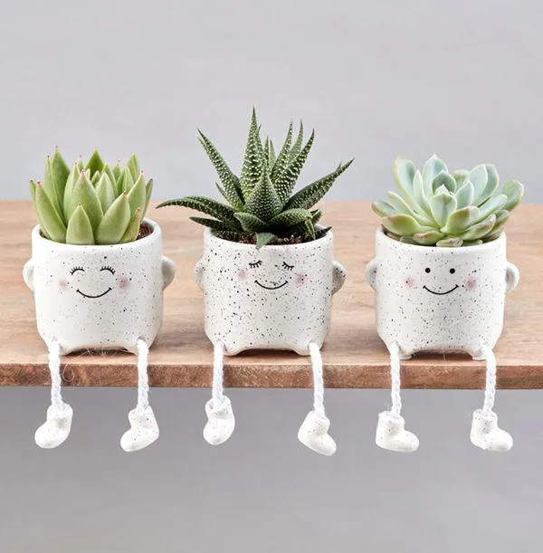 Three Happy Chaps Succulent Set