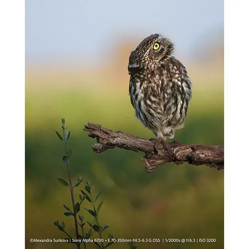 Sony a6700 Mirrorless Camera Body