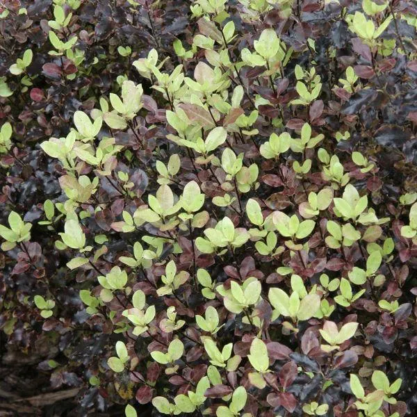 Pittosporum Tom Thumb 7.5 Litre