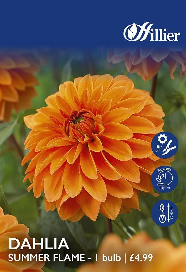 Dahlia Summer Flame Tubers