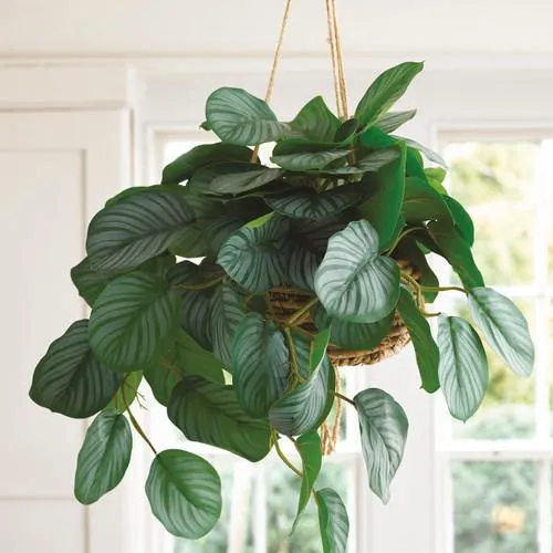 Calathea Hanging Basket