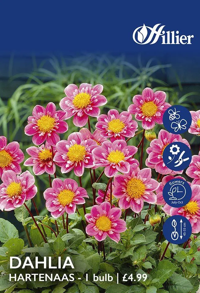 Dahlia Hartenaas Tubers