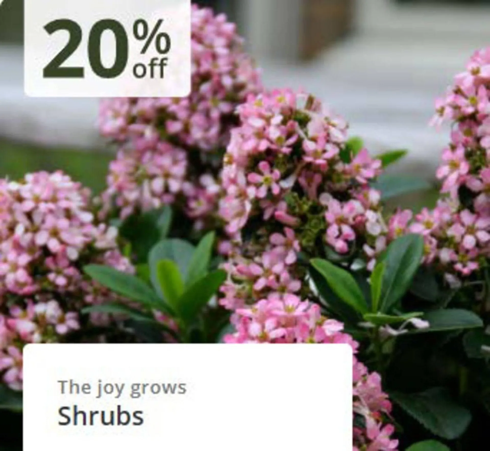 Crocus leaflet from 24 February to 16 March 2026 - Catalogue Page 2