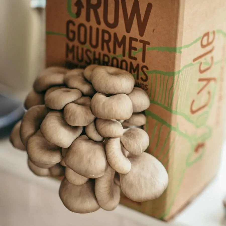 Grow Your Own Mushrooms Kit