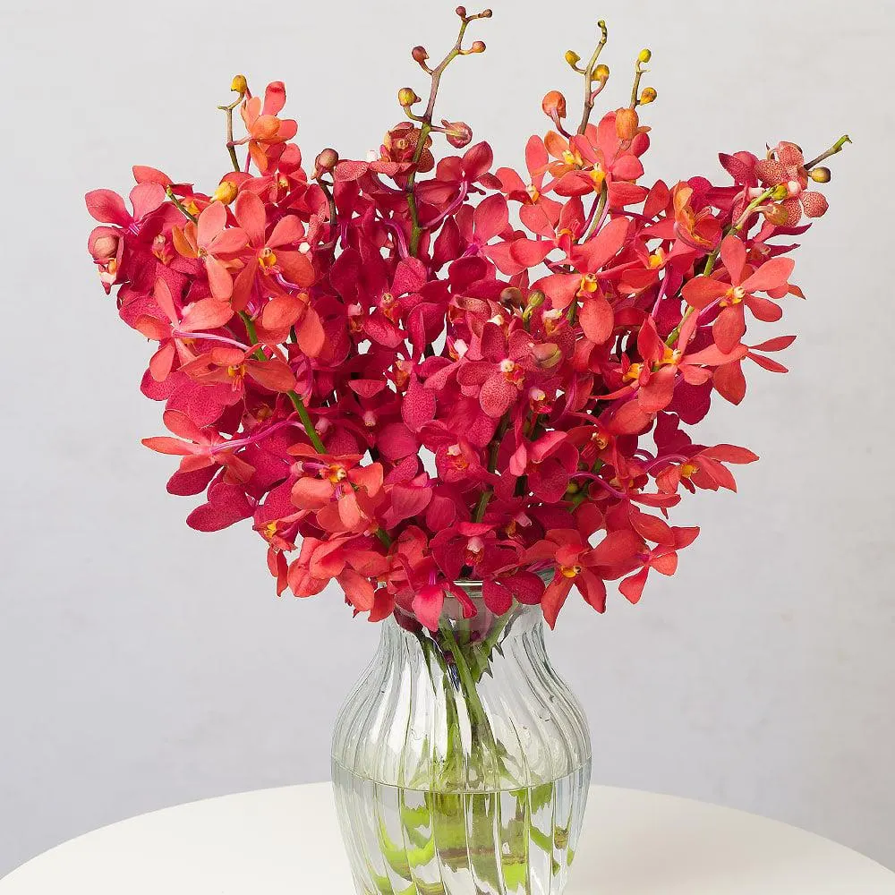 Ruby Red Letterbox Orchids