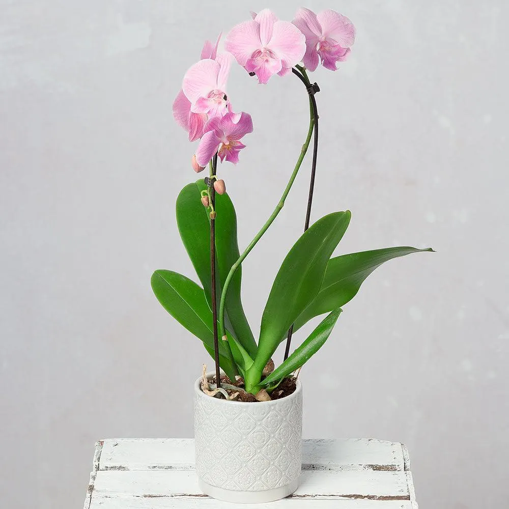 Cascade Phalaenopsis Orchid