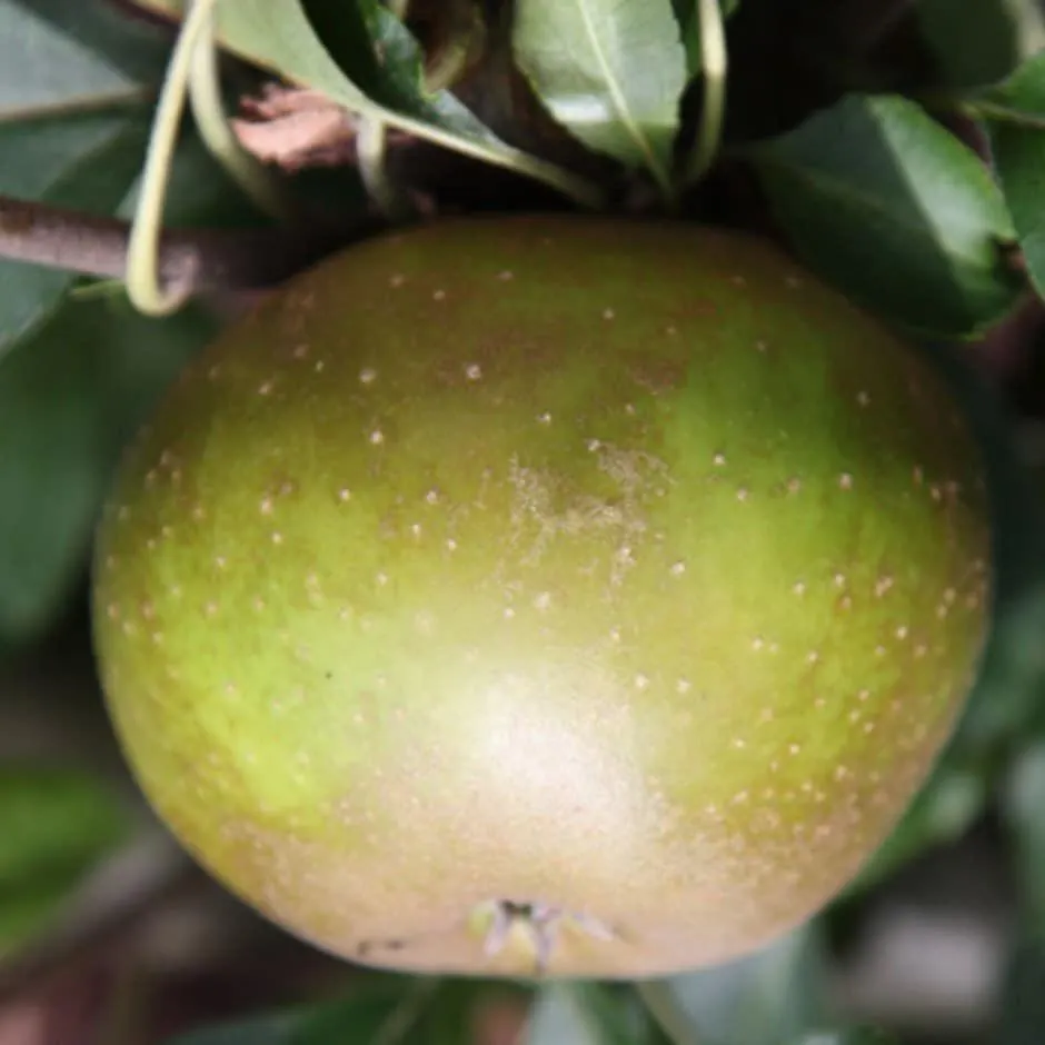 apple 'Egremont Russet'