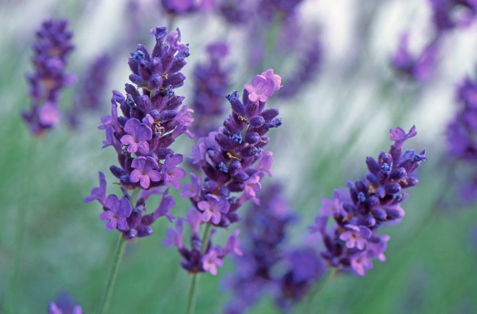 Lavandula angustifolia ‘Hidcote’ 2L
