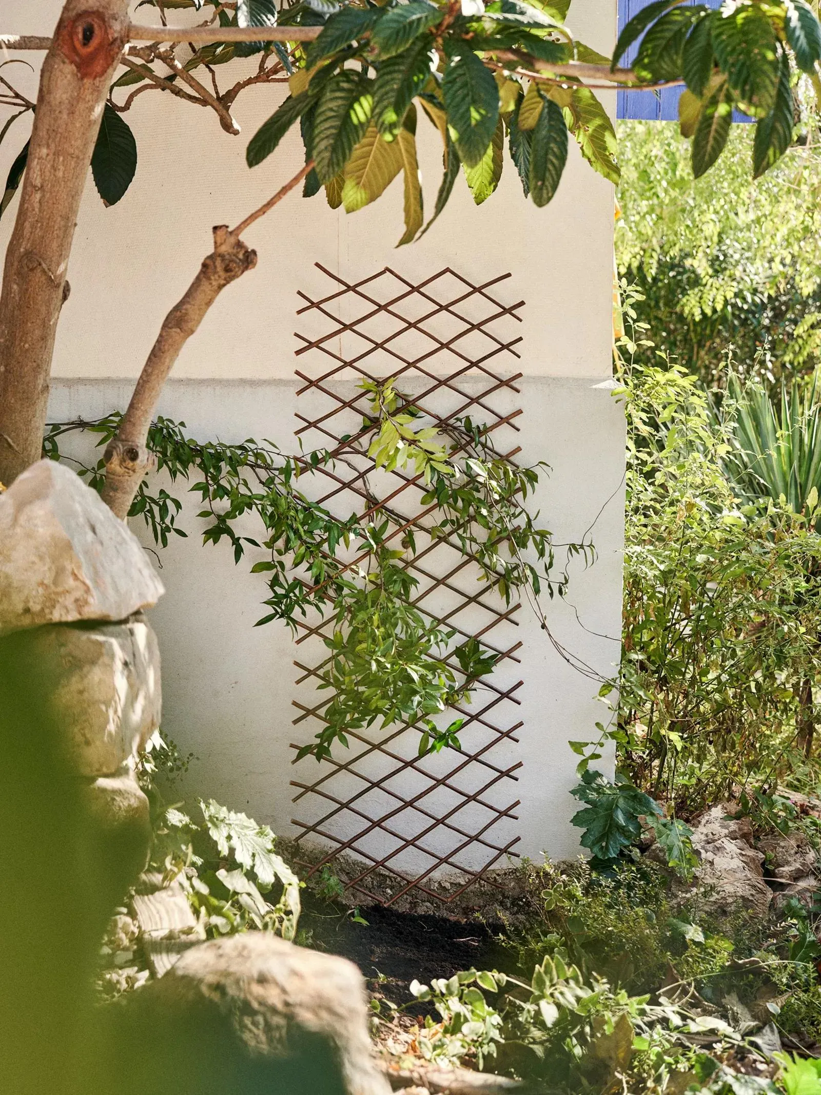 Clôture extensible en saule