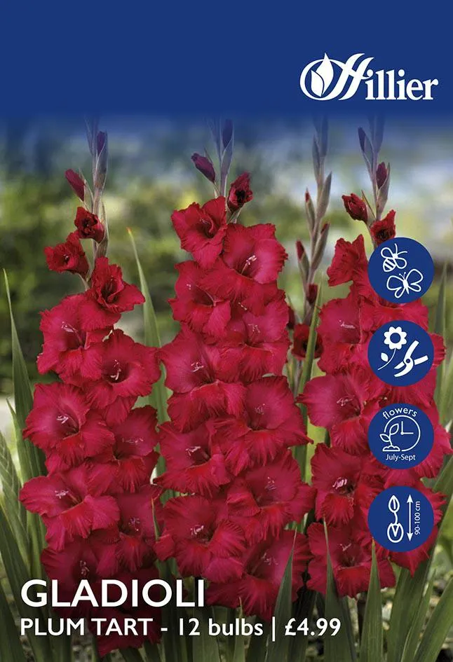 Gladioli Plum Tart Bulbs