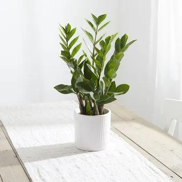 ZiZi plant in white ribbed pot