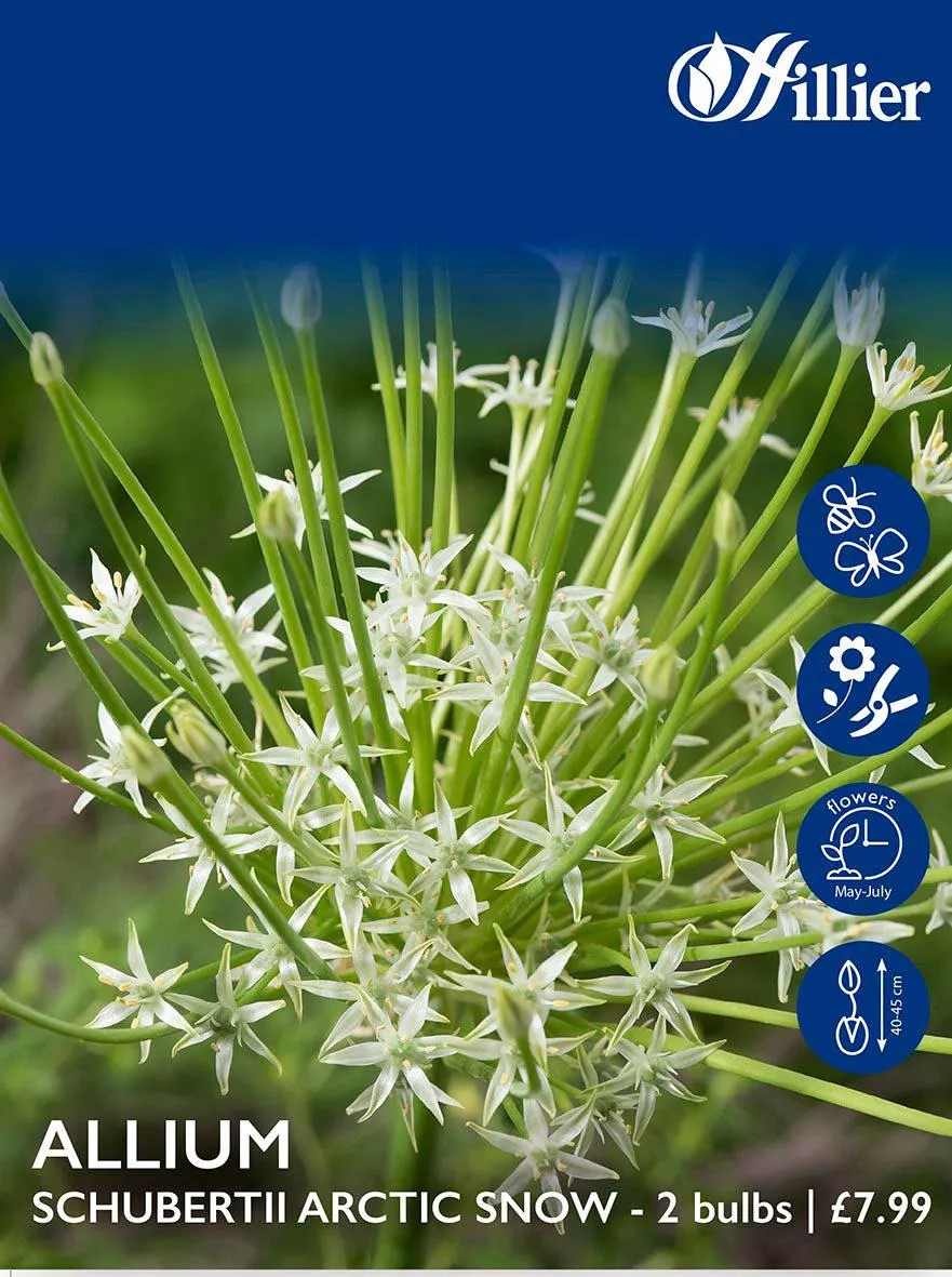 Allium Bulbs Schubertii Arctic Snow