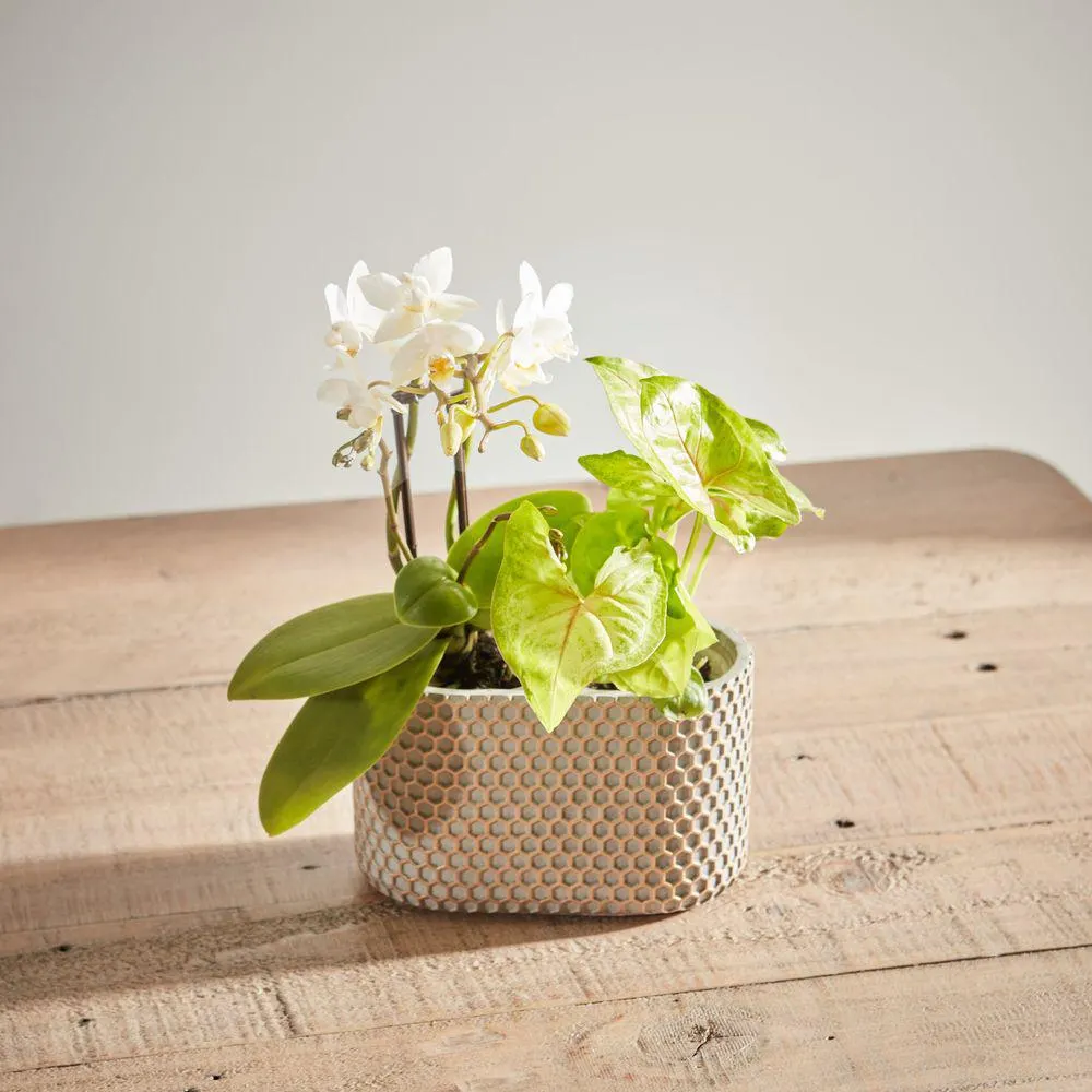 White Orchid and Syngonium duo