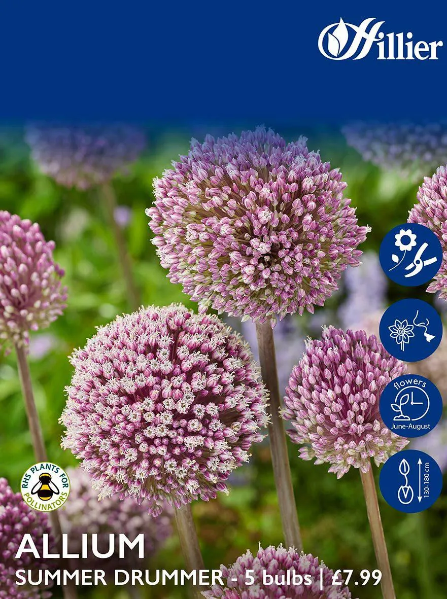 Allium Bulbs Summer Drummer