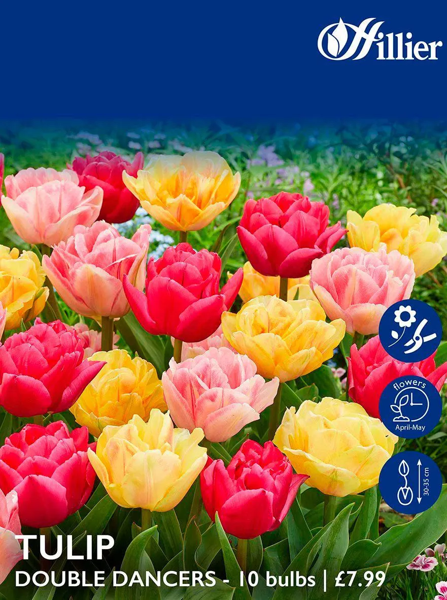 Tulip Bulbs Double Dancers Mix
