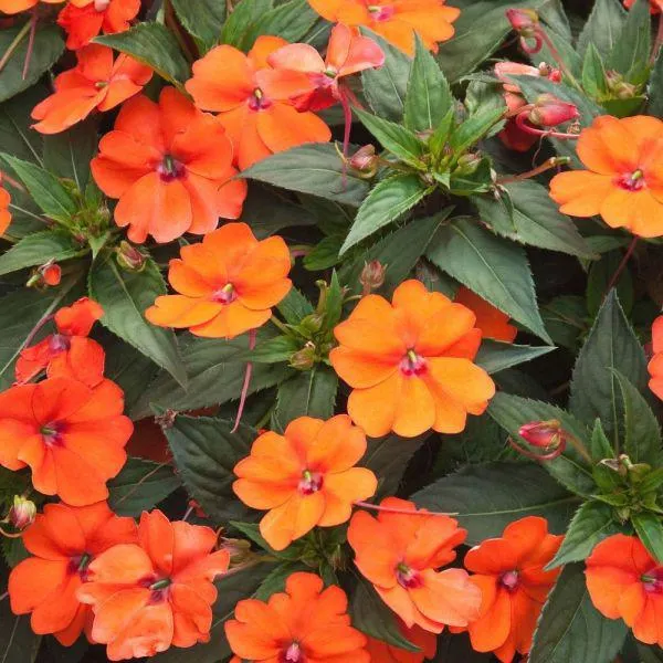 Impatiens Orange 6 Pack
