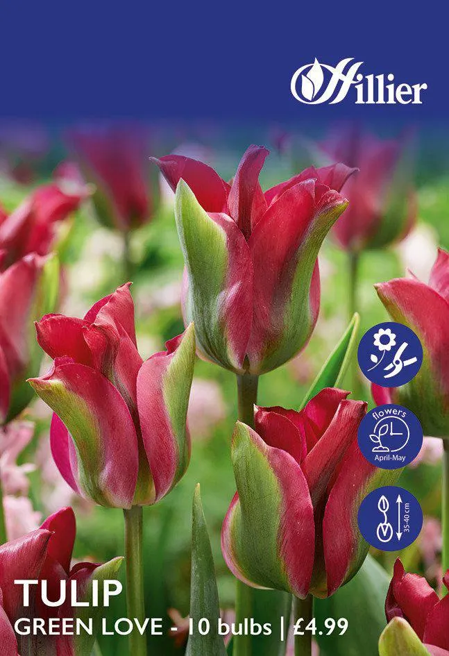 Tulip Bulbs Green Love