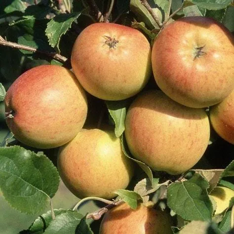 apple 'Christmas Pippin' (PBR)
