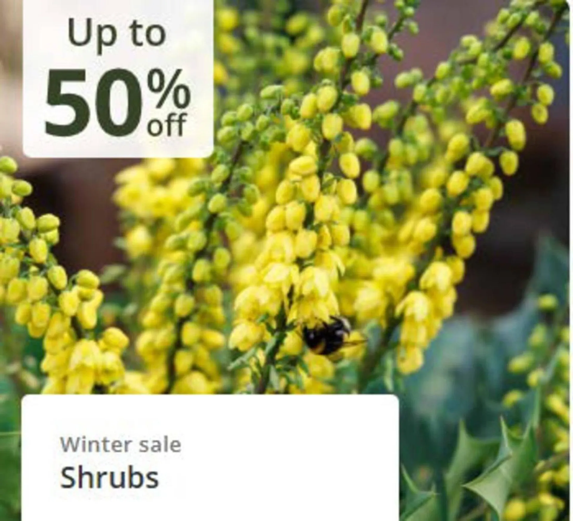 Crocus leaflet from 24 December to 8 January 2026 - Catalogue Page 2