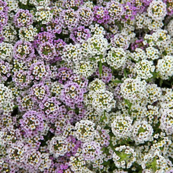 Alyssum Mixed 12 Pack