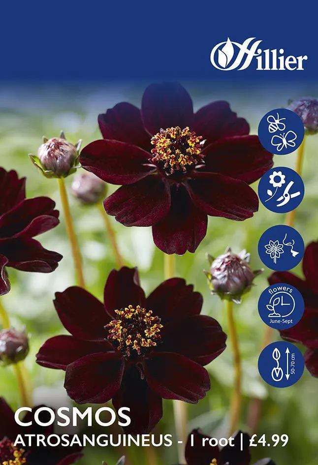 Cosmos Atrosanguineus Bulbs
