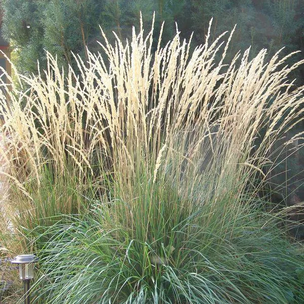 Calamagrostis acutiflora 'Waldenbuch' 3 Litre