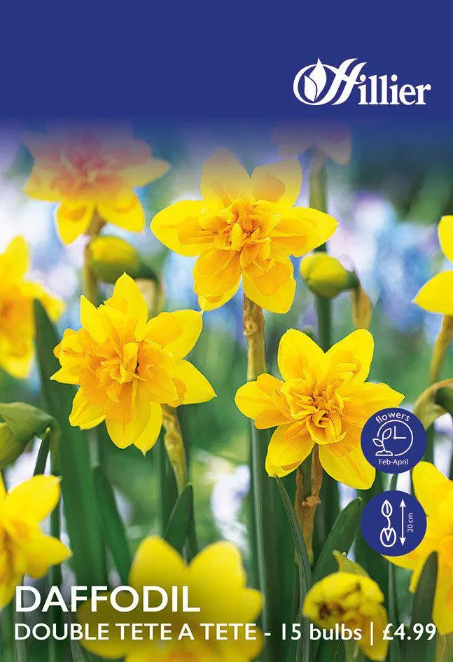 Daffodil Bulbs Double Tête-à-Tête