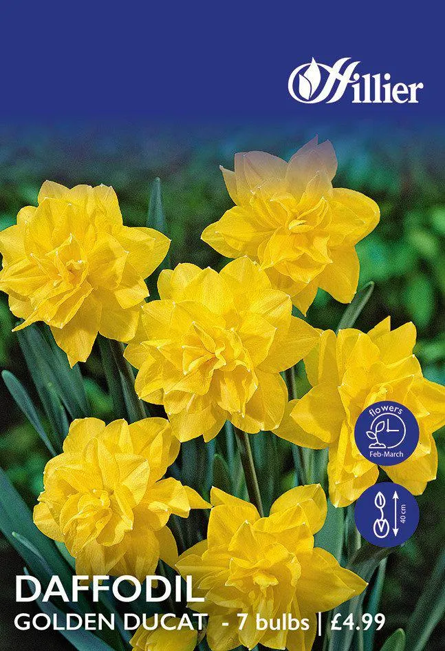 Daffodil Bulbs Golden Ducat