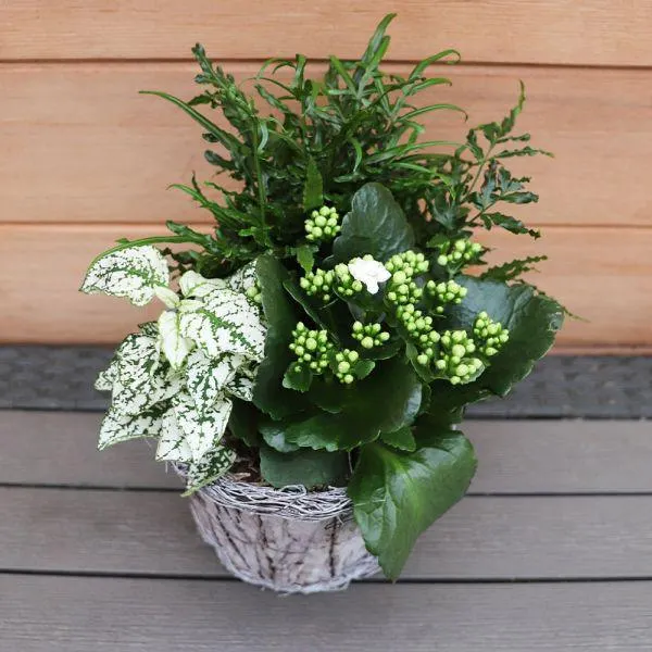 Indoors Winder Round Whitewash Bark Pot Arrangement 19.5cm