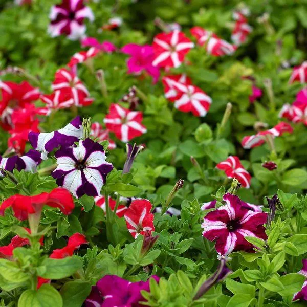 Petunia Star Mixed 6 Pack