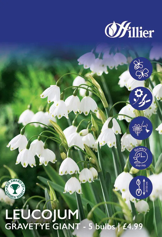 Leucojum Bulbs Gravetye Giant