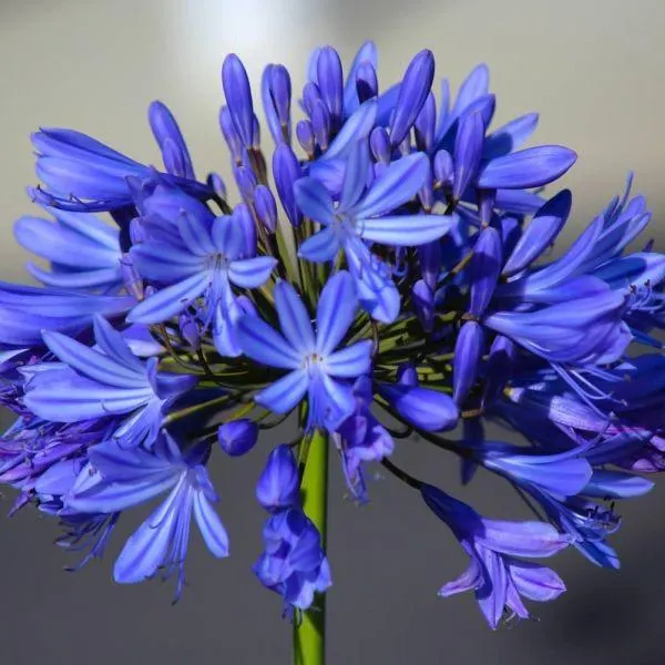 Agapanthus 'Summer Love' Blue 2 Litre