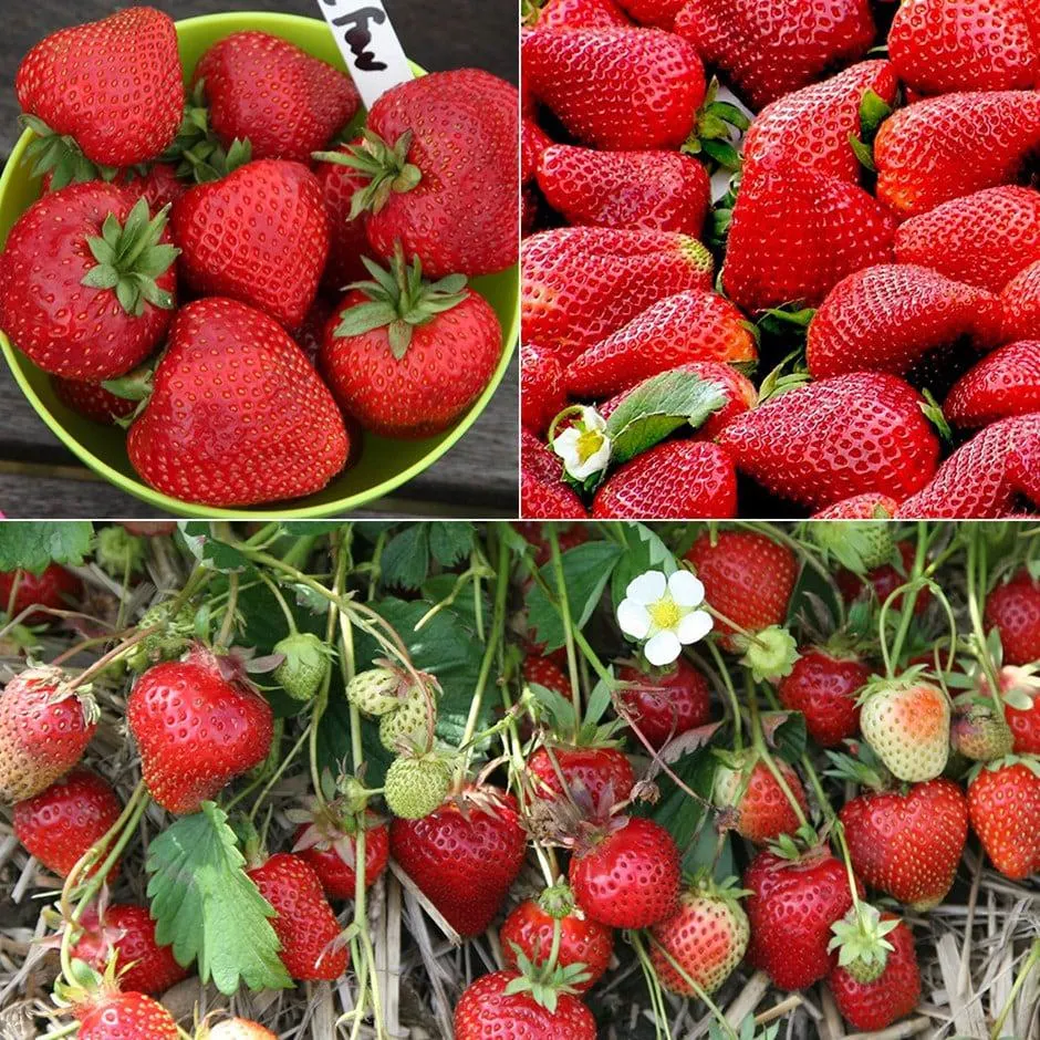 Award winning strawberry collection