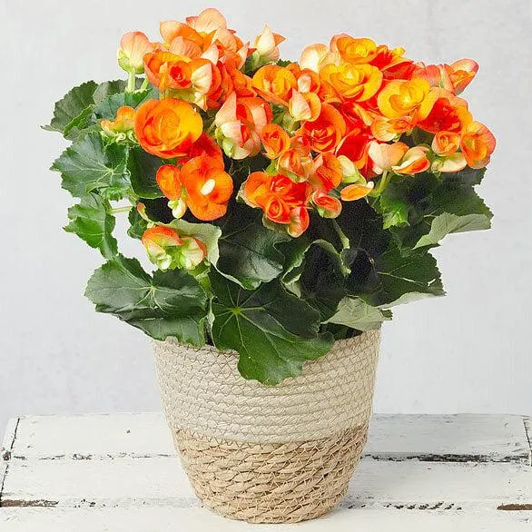 Orange Begonia