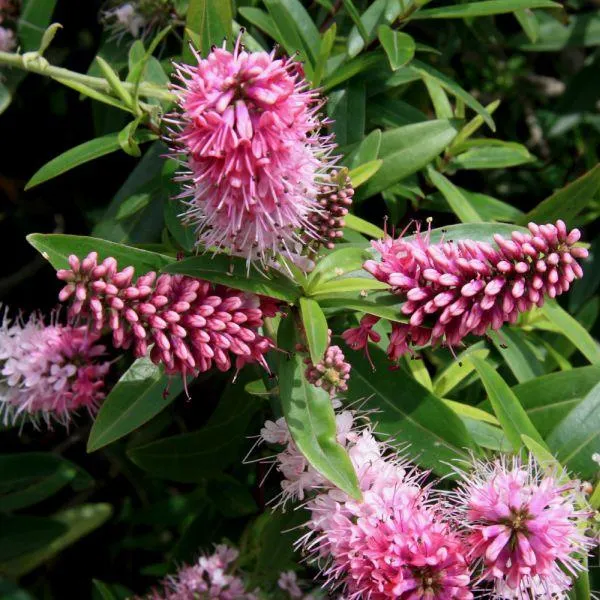 Hebe Purple Pixie 2 Litre