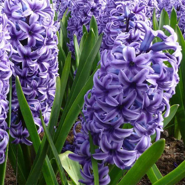 Hyacinth Blue 1 Litre
