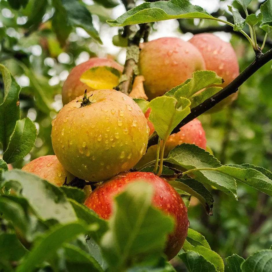 apple 'Ribston Pippin'