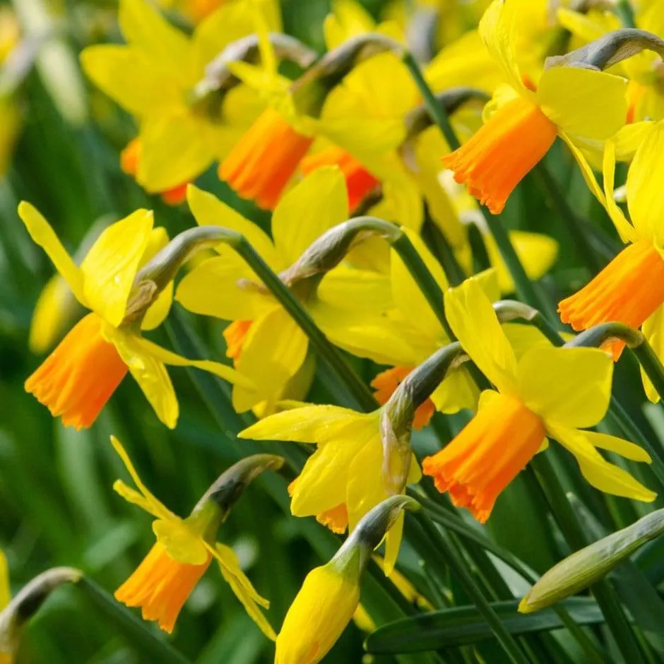 Narcissus 'Jetfire'