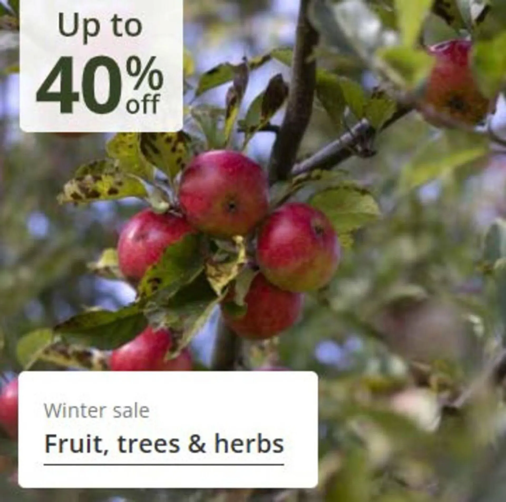 Crocus leaflet from 24 December to 8 January 2026 - Catalogue Page 10