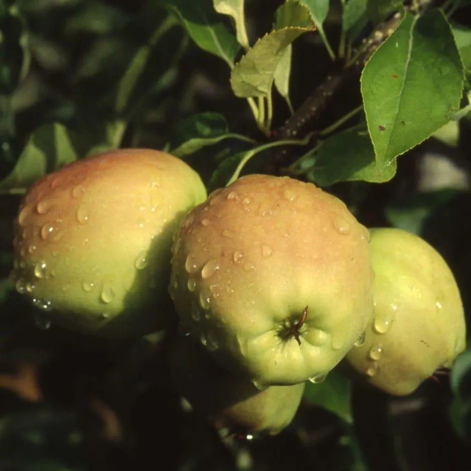 apple 'Golden Delicious'