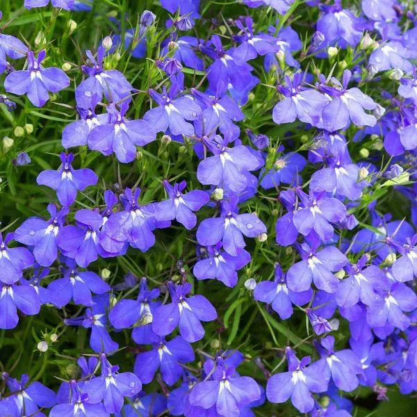 Lobelia Bush Light Blue 12 Pack