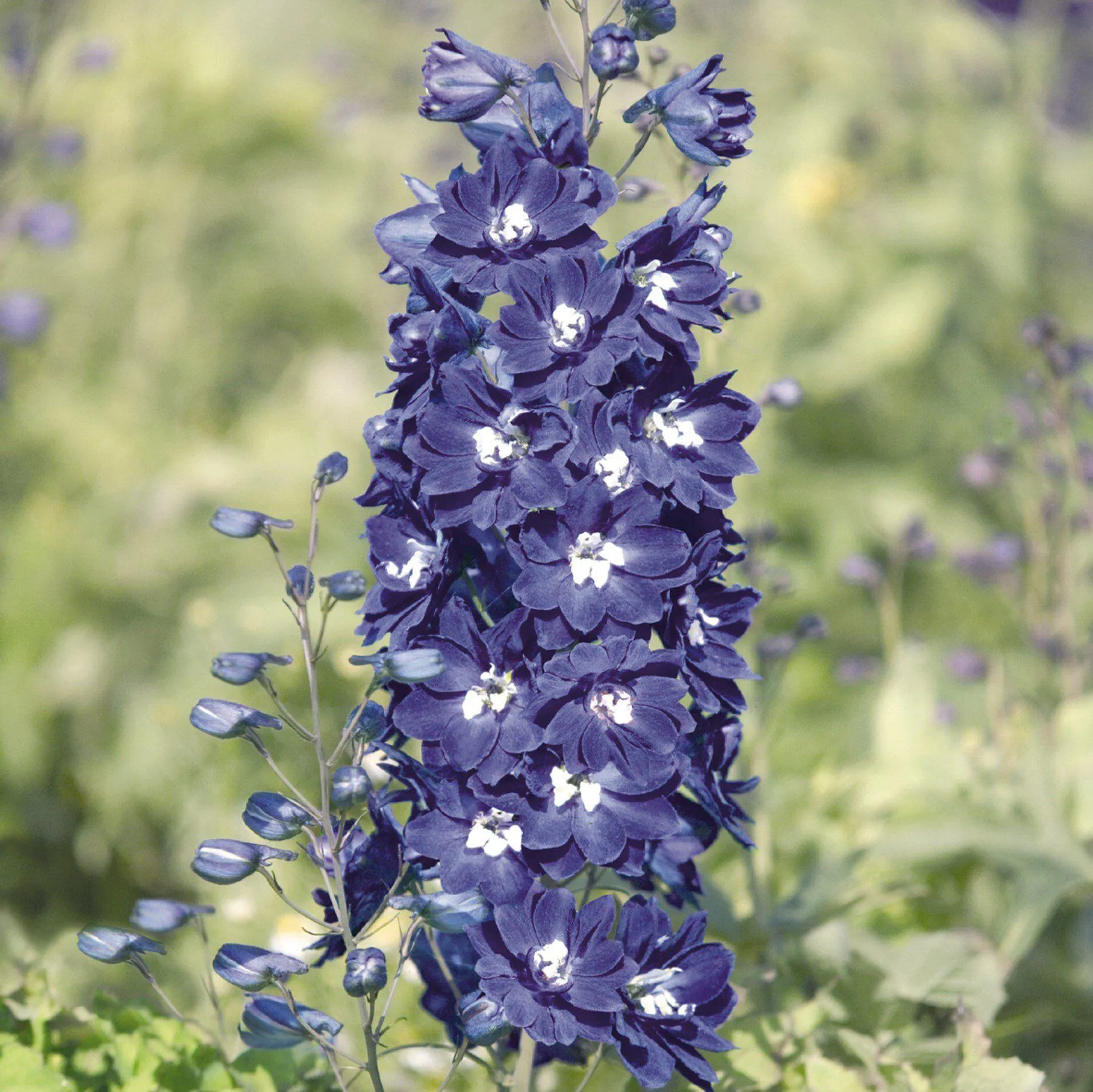 Delphinium King Arthur Group