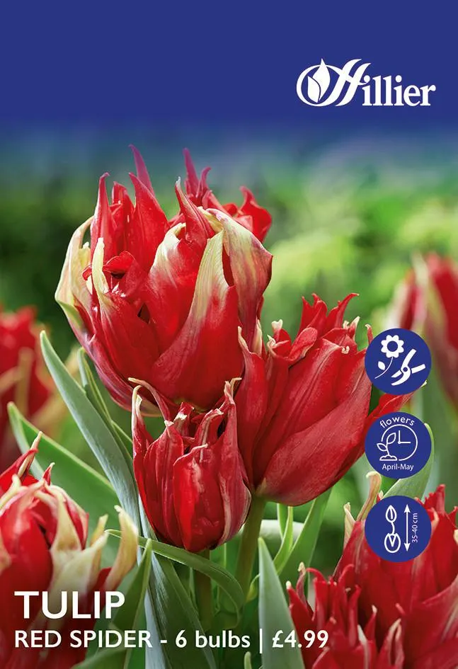 Tulip Bulbs Red Spider