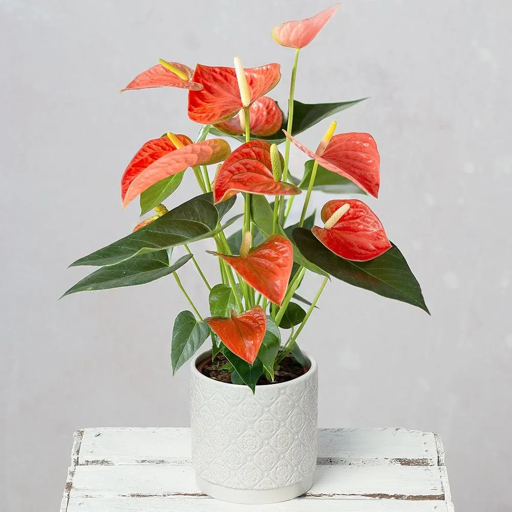 Coral Anthurium