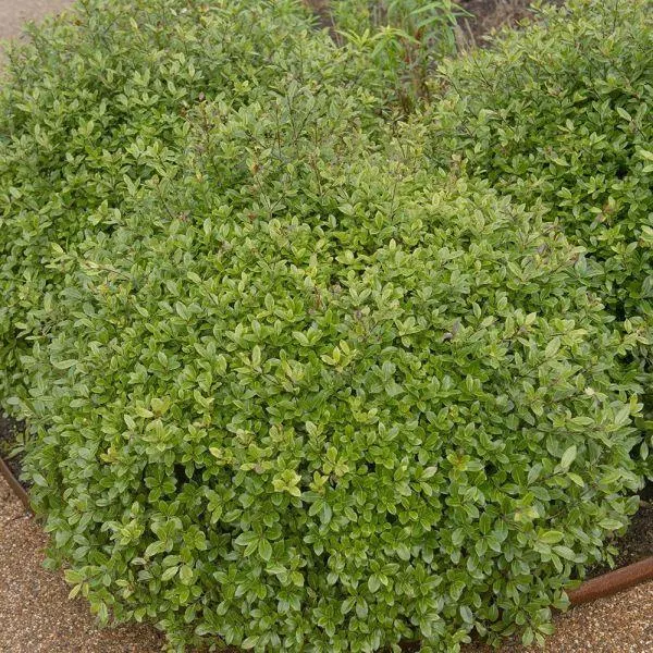 Pittosporum Tenuifolium Golf Ball 7.5 Litre